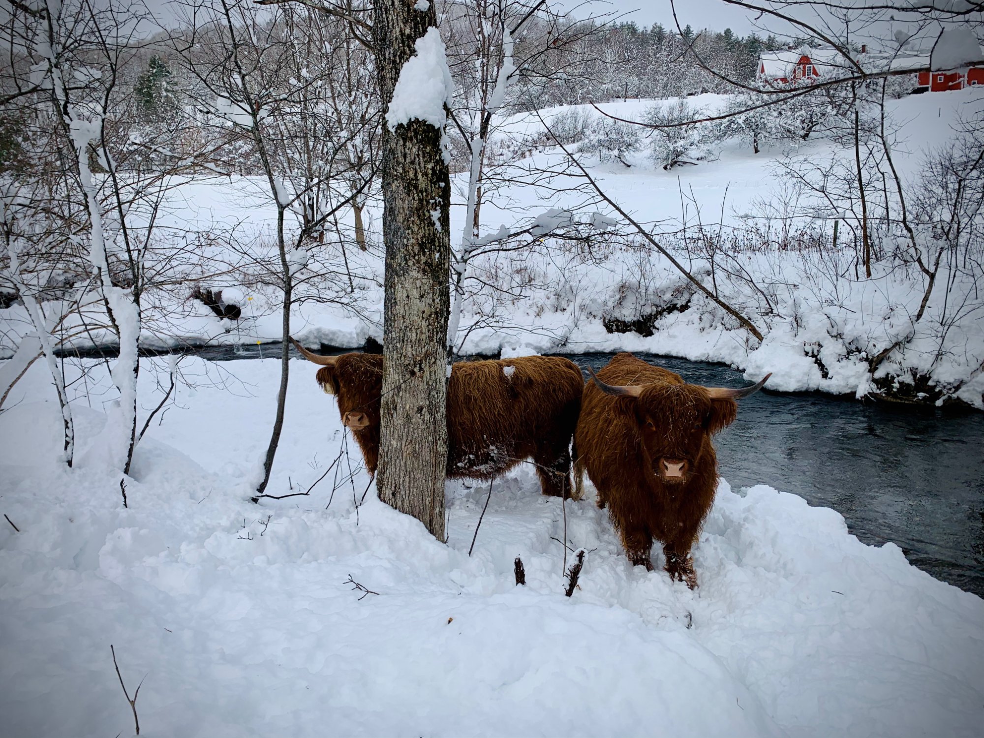 Highland cattle in deep Vermont winter snow, demonstrating the breed's hardiness — MacIsaac Highland grass-fed beef