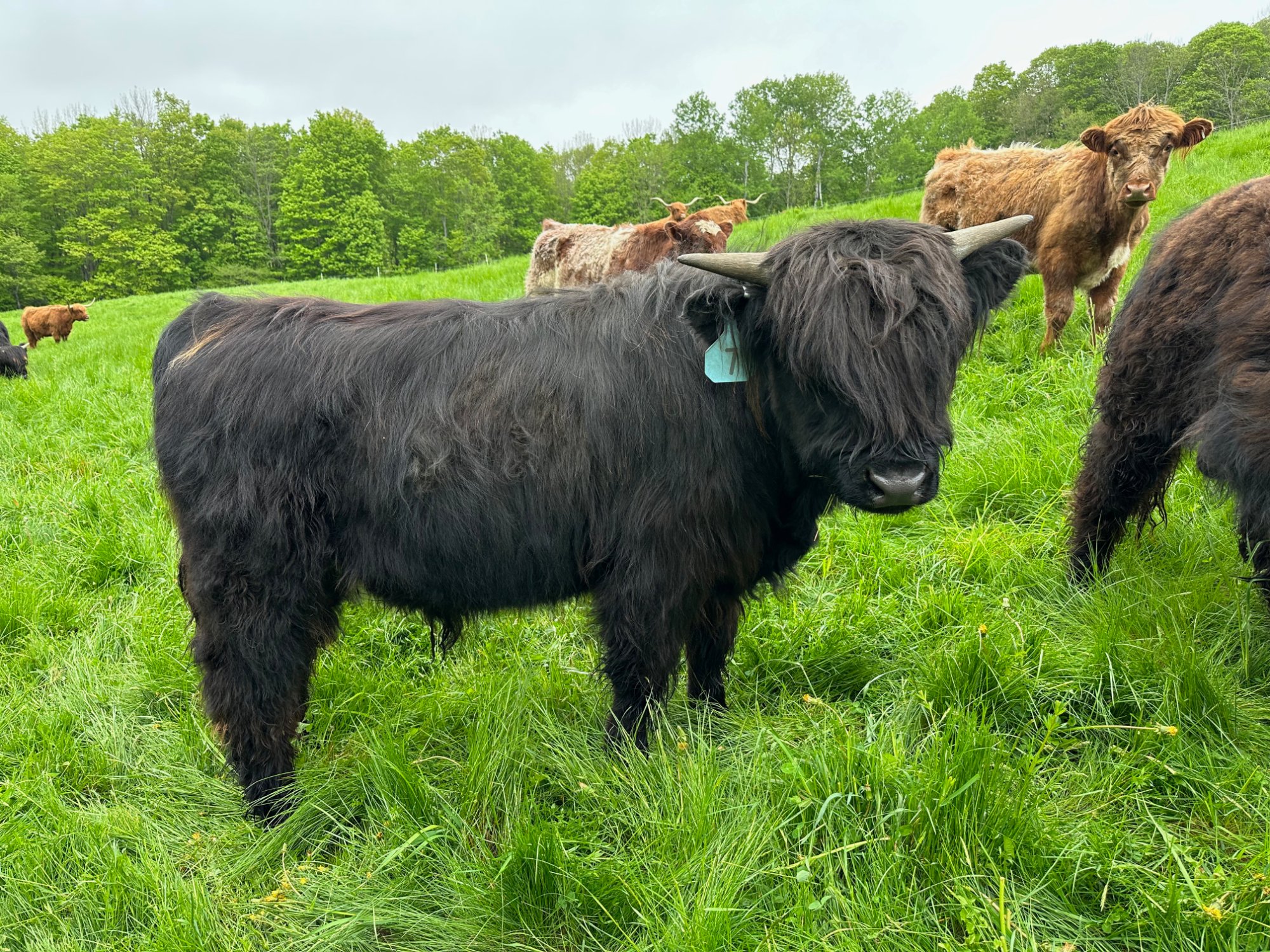 Black Highland bull in green Vermont pasture with herd grazing in background — MacIsaac Highland registered bulls