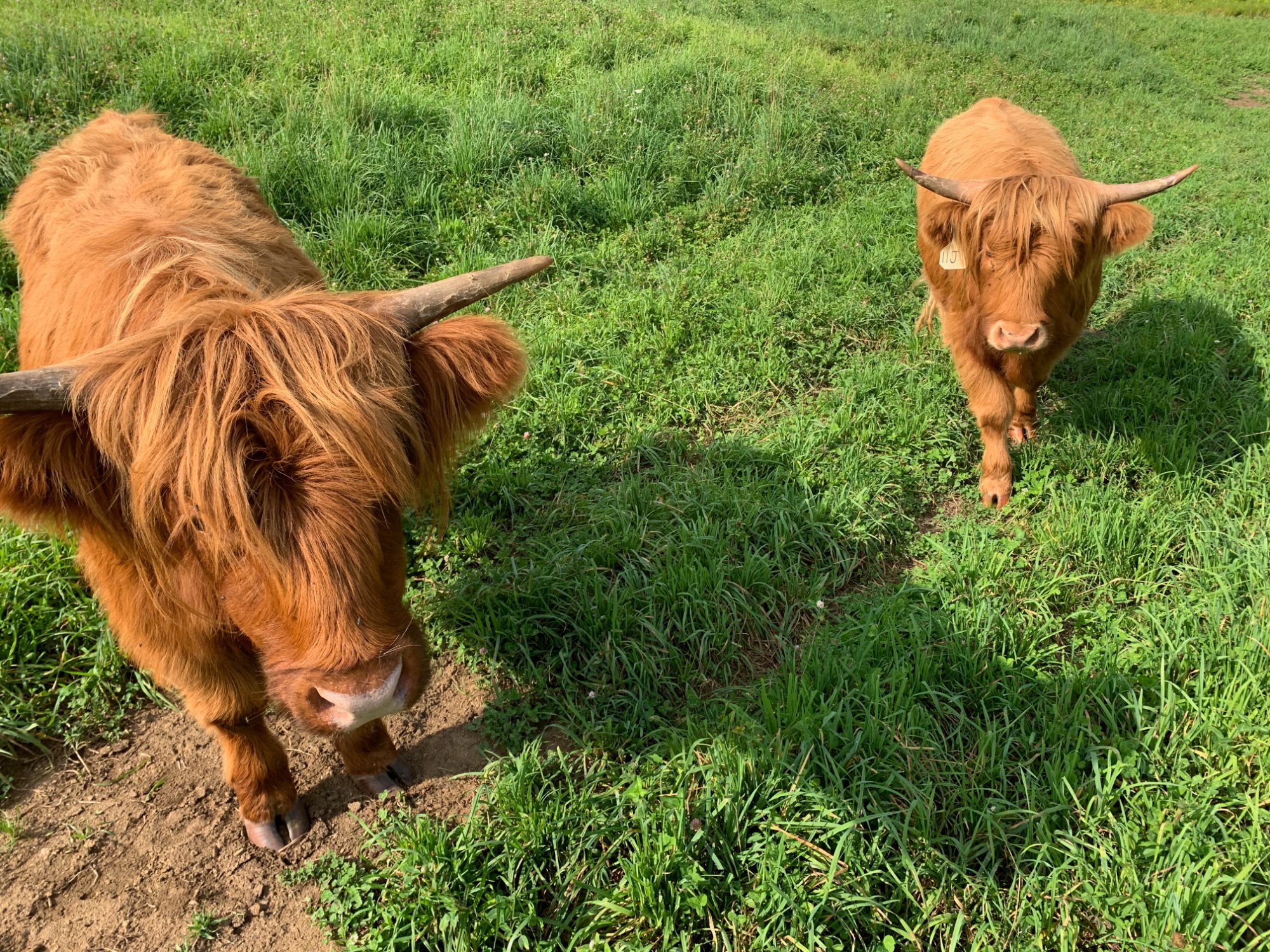 Two young Highland calves in summer pasture at MacIsaac Highland, Corinth, Vermont