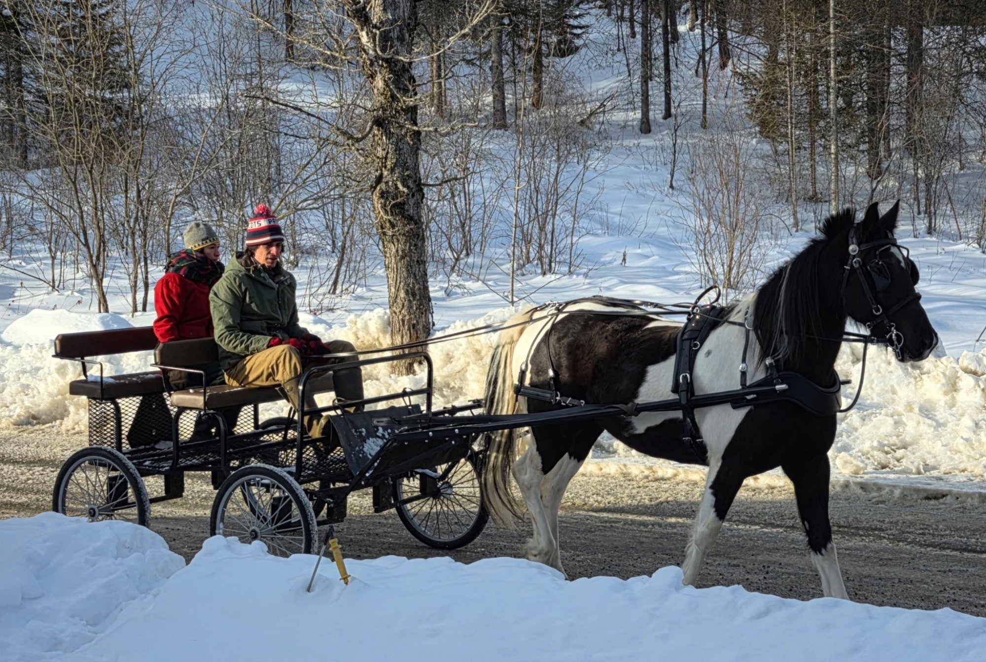 Black and white draft horse in harness pulling carriage through snowy Vermont forest — MacIsaac Highland driving horse experience