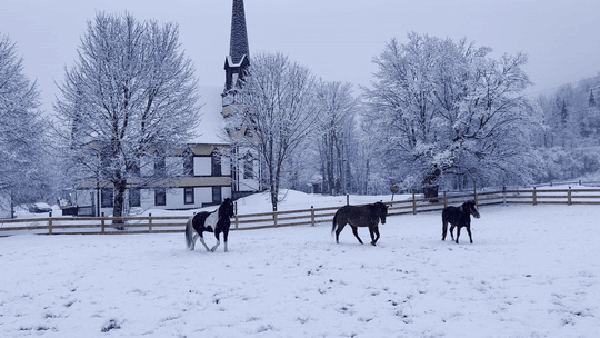 Animated loop of horse-drawn carriage ride through snowy Vermont landscape at MacIsaac Highland — driving horse experiences in Corinth, Vermont