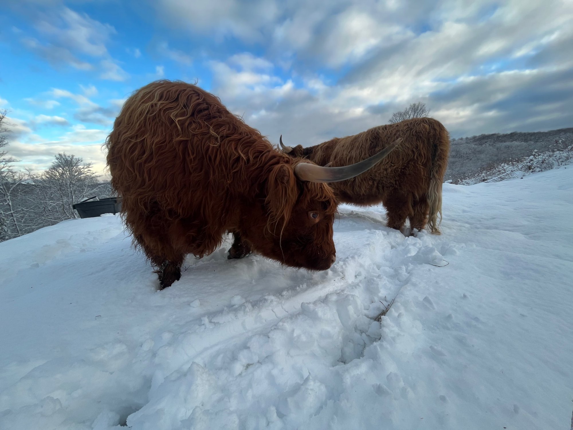Two Highland foundation cows grazing in snow-covered Vermont hillside pasture in winter