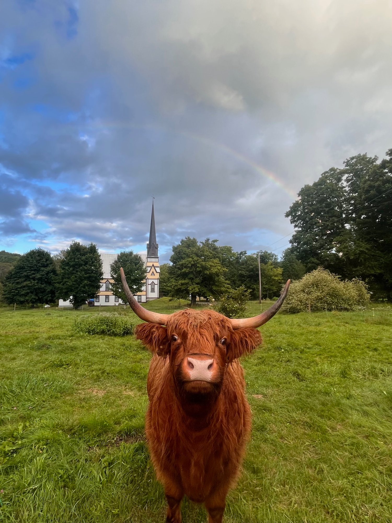 Red Highland heifer facing camera in green pasture with village church and rainbow in background — East Orange, Vermont