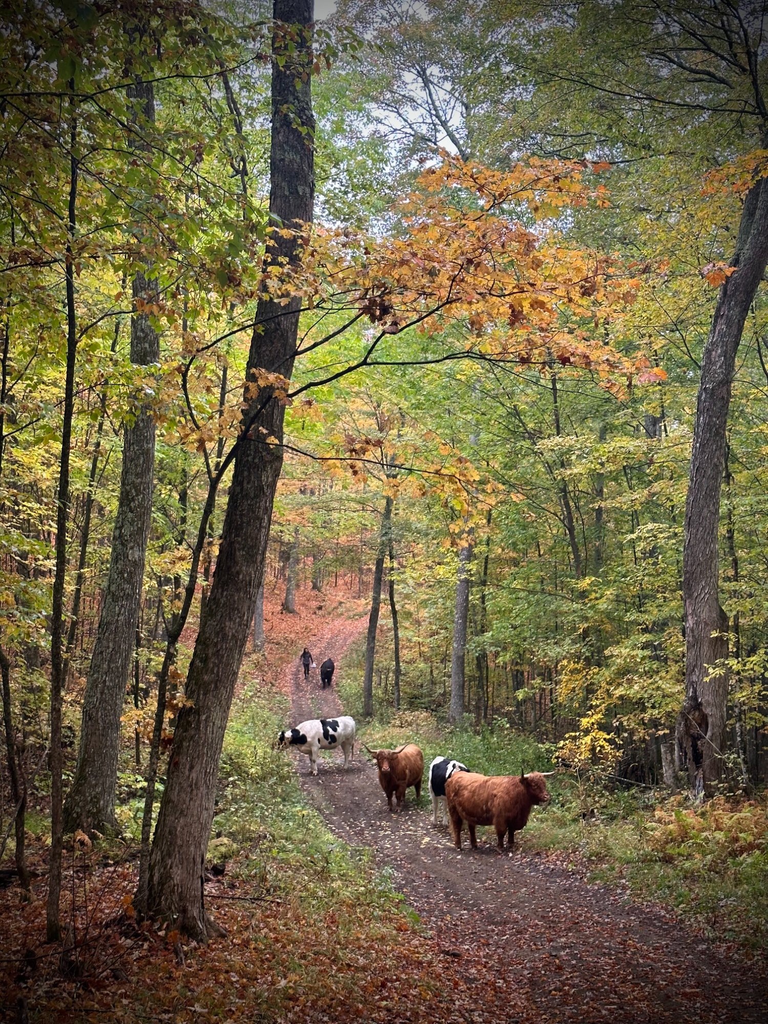 Highland cattle moving through autumn forest on a farm lane at MacIsaac Highland, Corinth, Vermont